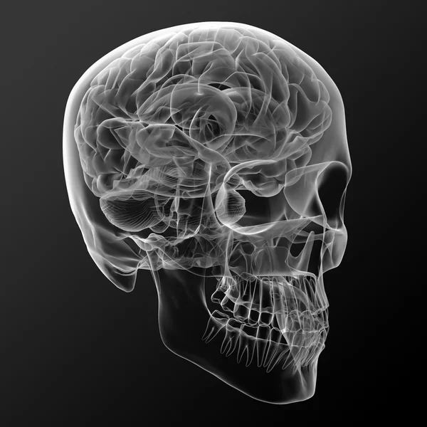 Белый череп — стоковое фото