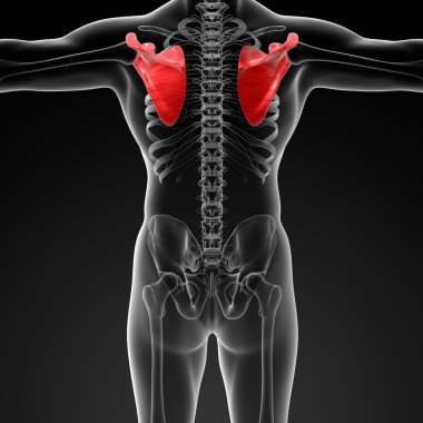 3D render illüstrasyon kürek kemiği