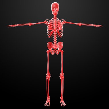 3D render iskelet