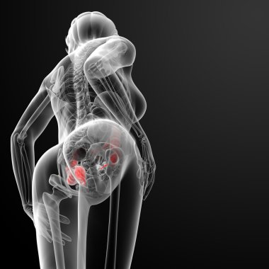 Kadın anatomisi - kalın bağırsak