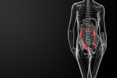Kadın anatomisi - kolon