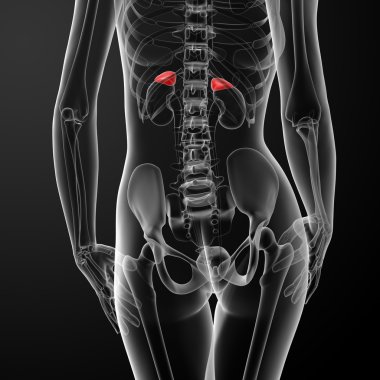 Female adrenal anatomy x-ray clipart