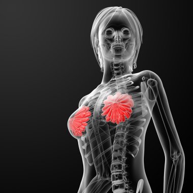 kadın meme anatomisi x-ray