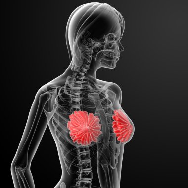 kadın meme anatomisi x-ray