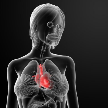 3D render kadın anatomisi - kalp