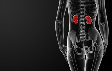 3D render kadın böbrek anatomisi x-ray