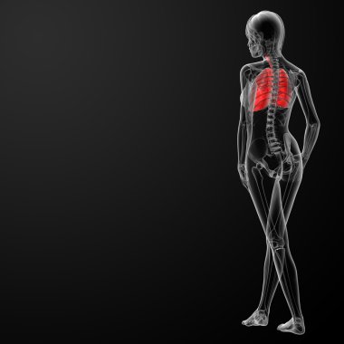 3D render kadın böbrek anatomisi x-ray