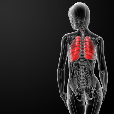 3D render kadın solunum anatomisi