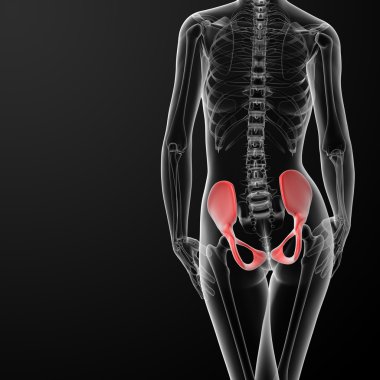 3d render female hip bone clipart