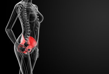 3D render kadın kalça kemiği