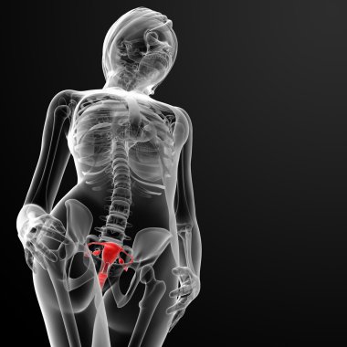 kadın üreme sistemi