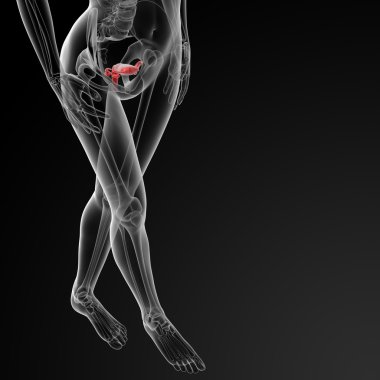 kadın üreme sistemi