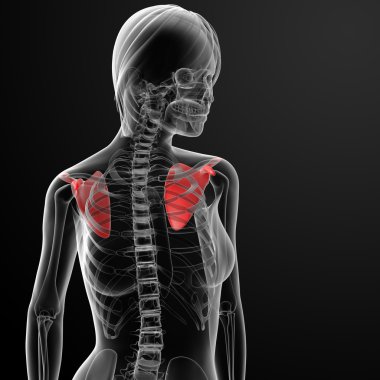 3D render kadın kürek kemiği