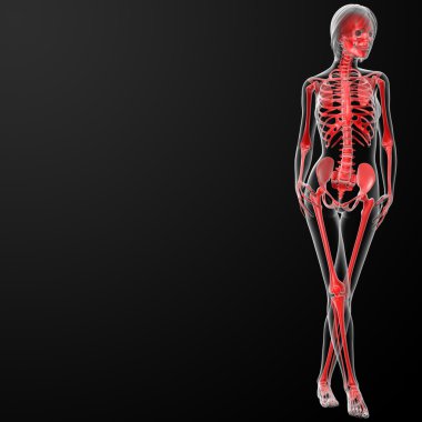 dişi iskeleti 3D render