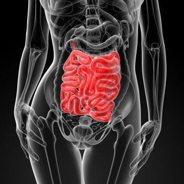 3d render of the female small intestine clipart