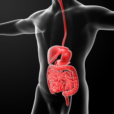 The human digestive system clipart