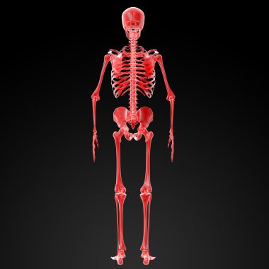 3D render iskelet röntgen 