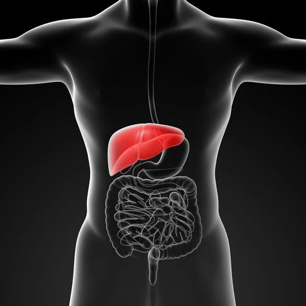 Insan sindirim sistemi, karaciğer Kızıl renkli — Stok fotoğraf