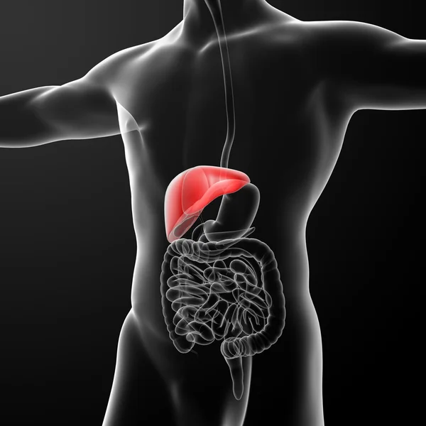 人間の消化器系が肝赤い色 — ストック写真