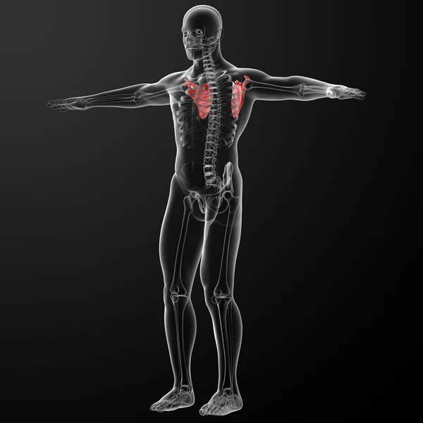 3d rendering illustrazione scapola osso — Foto Stock