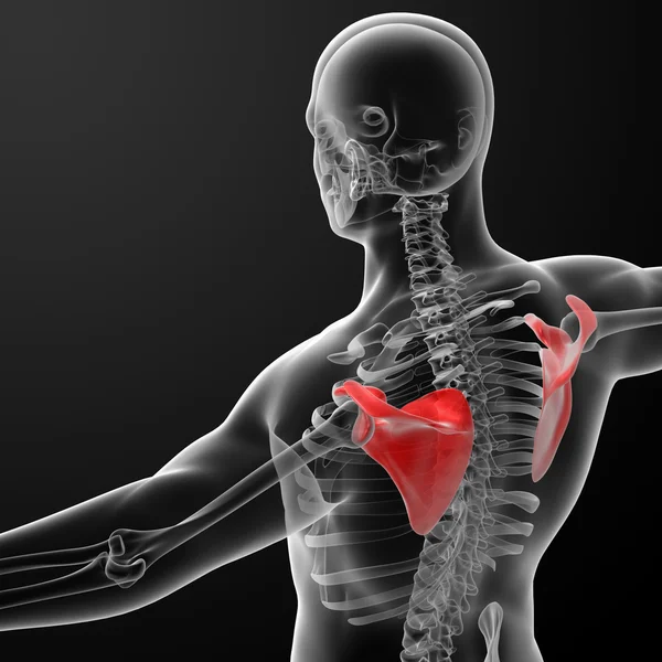 3d render illustration scapula bone — Stock Photo, Image