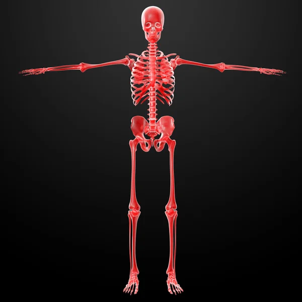 3D render iskelet — Stok fotoğraf