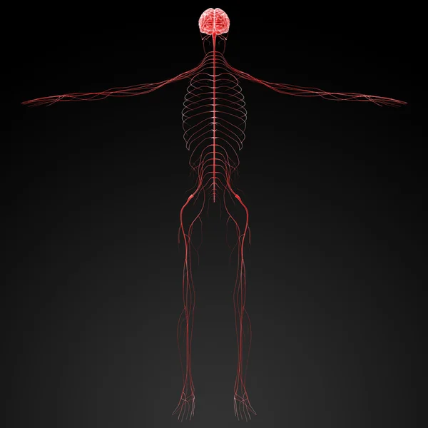 3d rendered illustration  nervous system — Stock Photo, Image