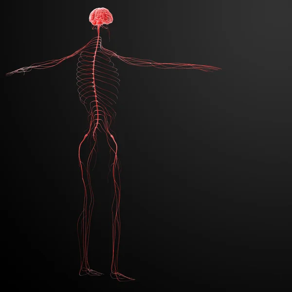 3D utsmält illustration nervsystemet — Stockfoto