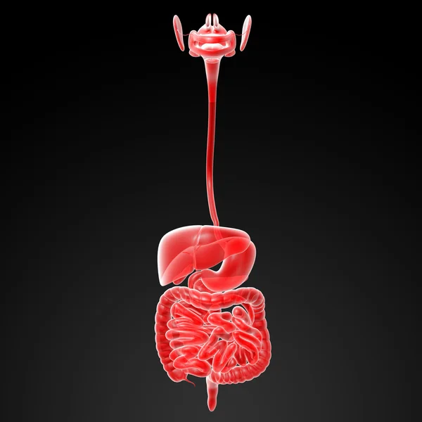人間の消化器系 — ストック写真