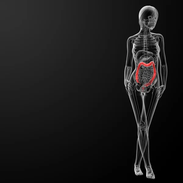 Anatomia kobiety - jelita grubego — Zdjęcie stockowe