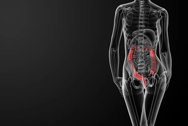 Anatomia feminina - cólon — Fotografia de Stock