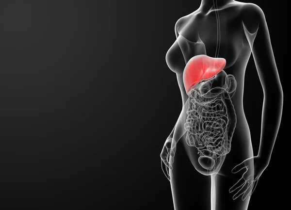 3d rendered  illustration of the female liver — Stock Photo, Image