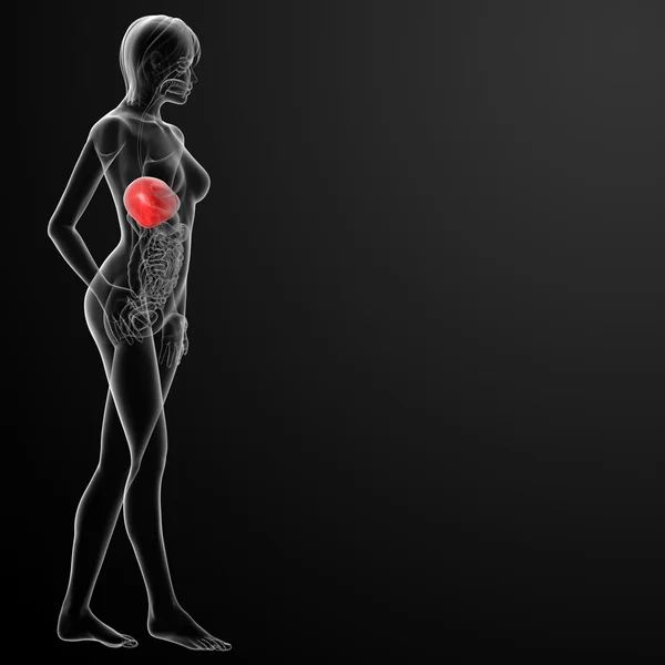 女性の肝臓の 3 d レンダリングされた図 — ストック写真