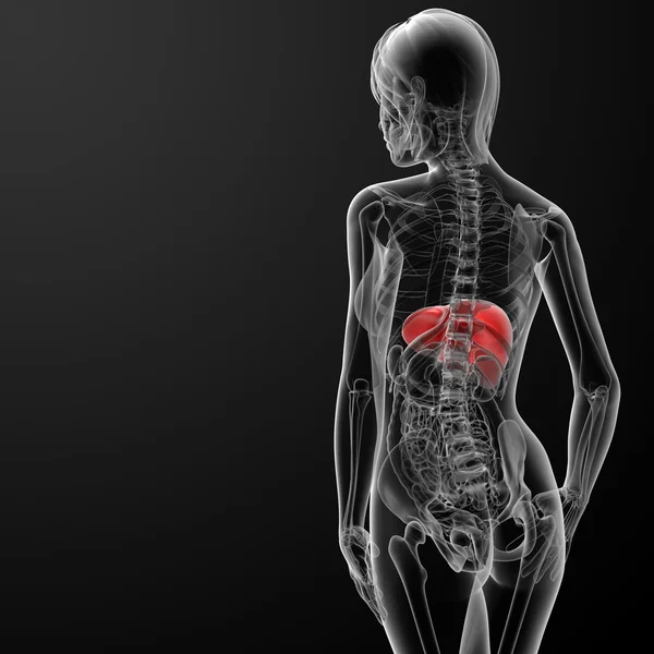 女性肝三维渲染的图 — 图库照片