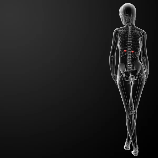 Röntgen der weiblichen Nebennieren-Anatomie — Stockfoto