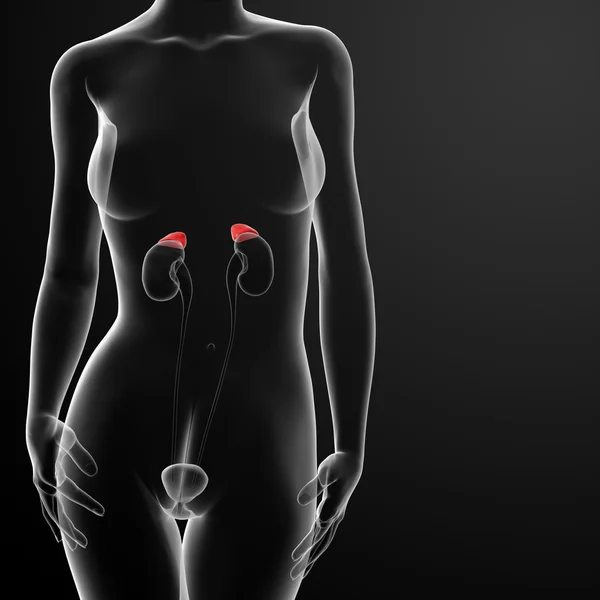 Female adrenal anatomy x-ray — Stock Photo, Image