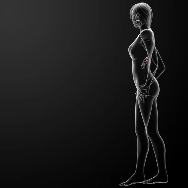 Vrouwelijke bijnier anatomie x-ray — Stockfoto
