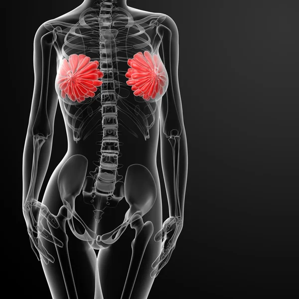 Female breast anatomy x-ray — Stock Photo, Image