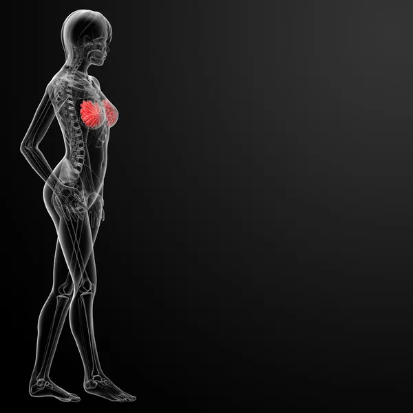 女性の胸の解剖学 x 線 — ストック写真