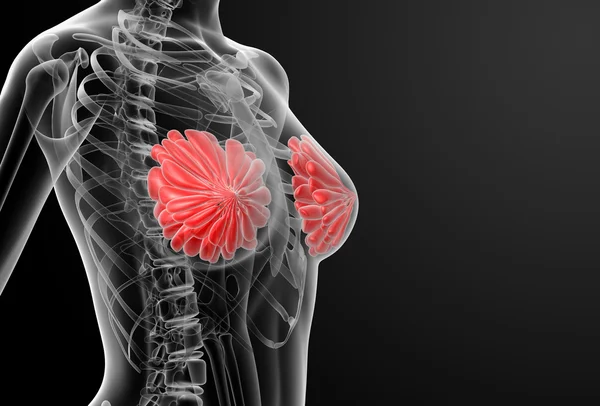 Anatomie mammaire féminine radiographie — Photo