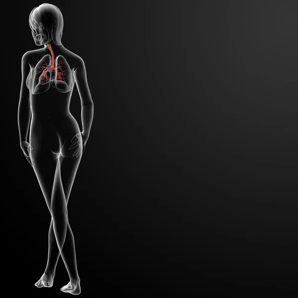 3d 렌더링 기관지 — 스톡 사진