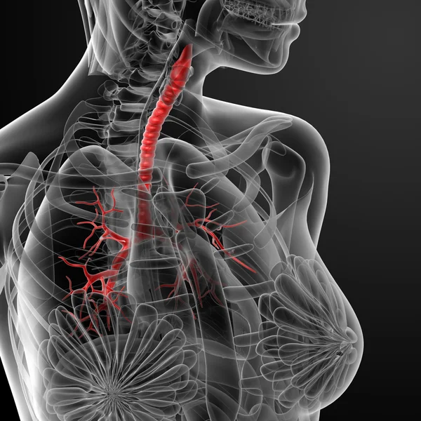 3d 渲染支气管 — 图库照片