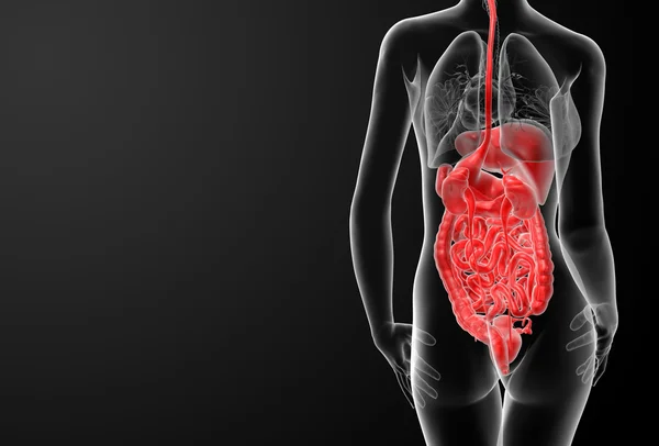 3d render female digestive system — Stock Photo, Image