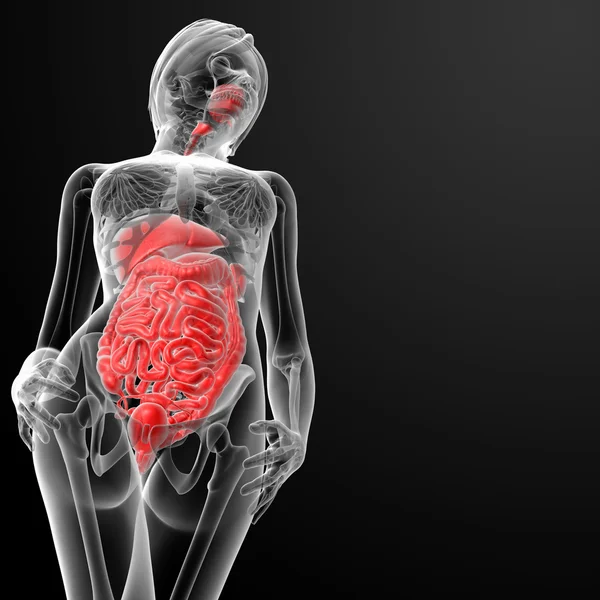 3d render female digestive system — Stock Photo, Image