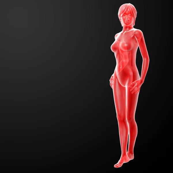 3d rendered illustration of the female — Stock Photo, Image