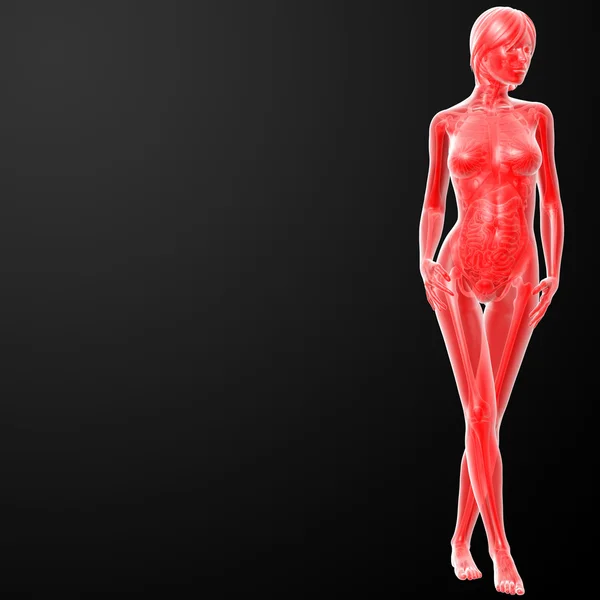 3D-gerenderde afbeelding van de vrouw — Stockfoto