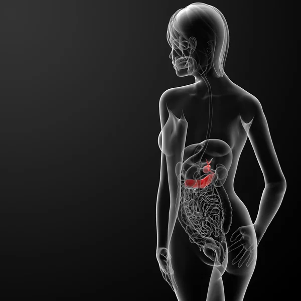 女性の胆嚢および膵臓の 3 d レンダリング図 — ストック写真
