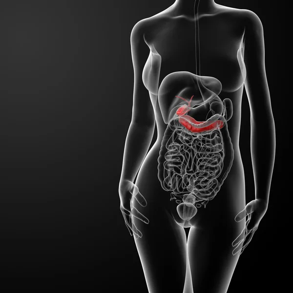 3D render illustration av kvinnliga gallblåsan och bukspottkörteln — Stockfoto