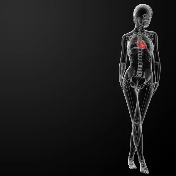 3D render kadın anatomisi - kalp — Stok fotoğraf