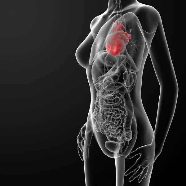 3D render vrouwelijke anatomie - hart — Stockfoto